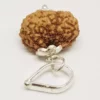 14 Mukhi Rudraksha - Indonesia