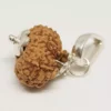 14 Mukhi Rudraksha - Indonesia