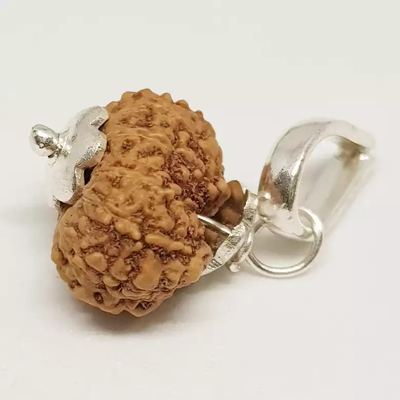 14 Mukhi Rudraksha - Indonesia