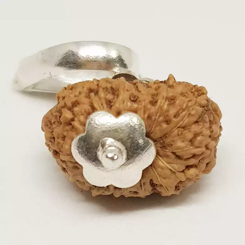 14 Mukhi Rudraksha - Indonesia