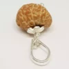 14 Mukhi Rudraksha - Indonesia