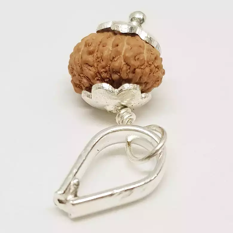 14 Mukhi Rudraksha - Indonesia