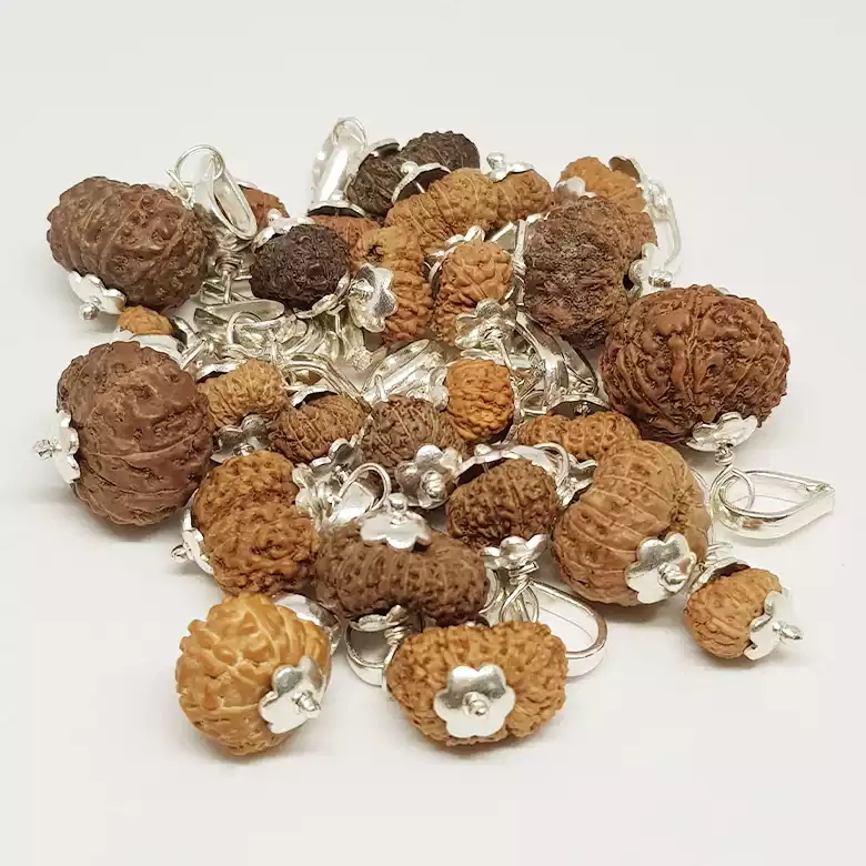 14 Mukhi Rudraksha - Indonesia