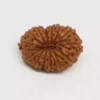 14 Mukhi Rudraksha - Indonesia