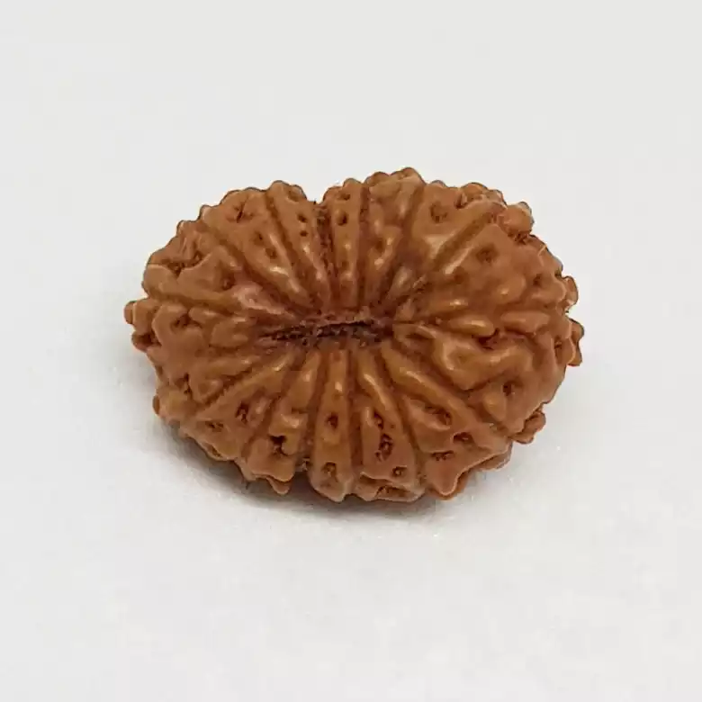 14 Mukhi Rudraksha - Indonesia