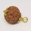 6 Mukhi Rudraksha - Indonesia