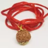 6 Mukhi Rudraksha - Indonesia