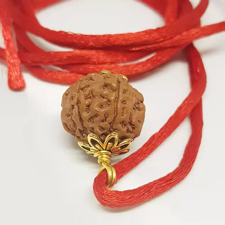 6 Mukhi Rudraksha - Indonesia