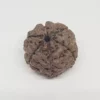 6 Mukhi Rudraksha - Indonesia