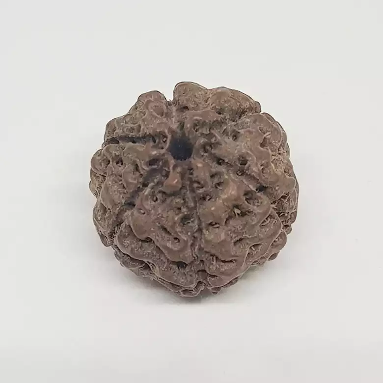 6 Mukhi Rudraksha - Indonesia