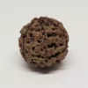 6 Mukhi Rudraksha - Indonesia