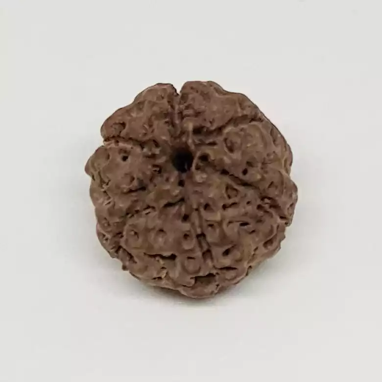 6 Mukhi Rudraksha - Indonesia