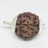 Seven Mukhi Premium Rare Rudraksha