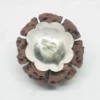 Seven Mukhi Premium Rare Rudraksha