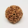 Seven Mukhi Premium Rare Rudraksha