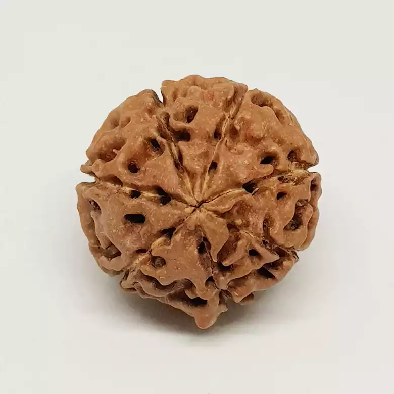 Seven Mukhi Premium Rare Rudraksha