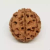 Seven Mukhi Premium Rare Rudraksha