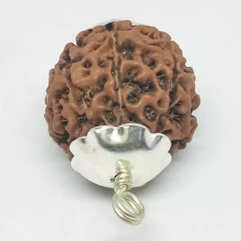 Eight Mukhi Premium Rare Rudraksha