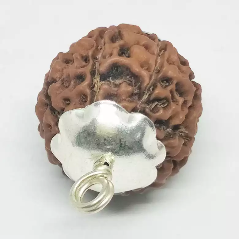 Eight Mukhi Premium Rare Rudraksha