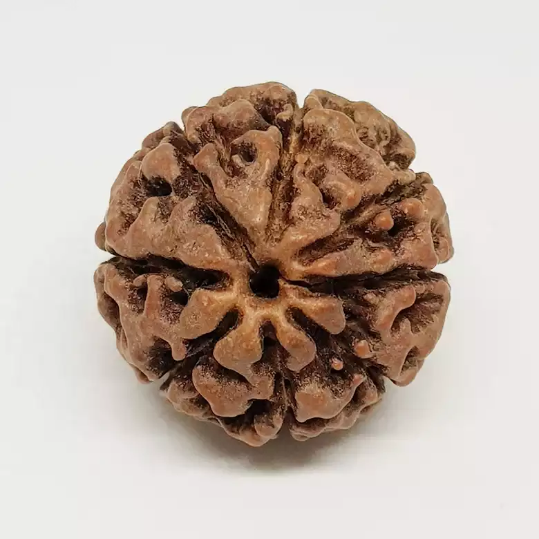 Eight Mukhi Premium Rare Rudraksha