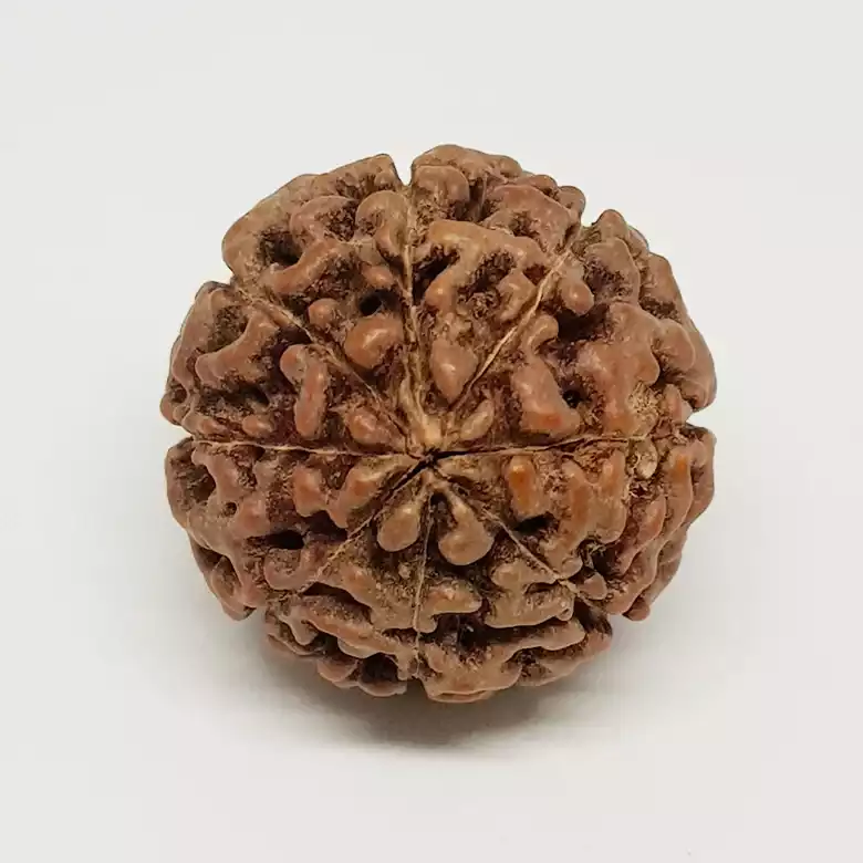 Eight Mukhi Premium Rare Rudraksha