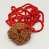 8 Mukhi Rudraksha - Indonesia