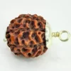 Eight Mukhi Premium Rare Rudraksha