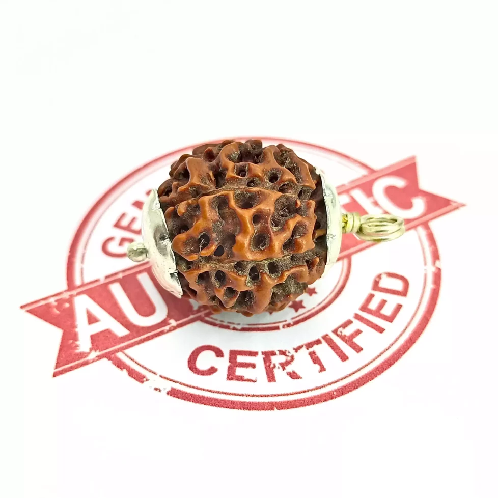 Eight Mukhi Premium Rare Rudraksha