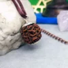 Eight Mukhi Premium Rare Rudraksha