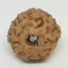 11 Mukhi Rudraksha - Indonesia