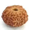 11 Mukhi Rudraksha – Indonesia