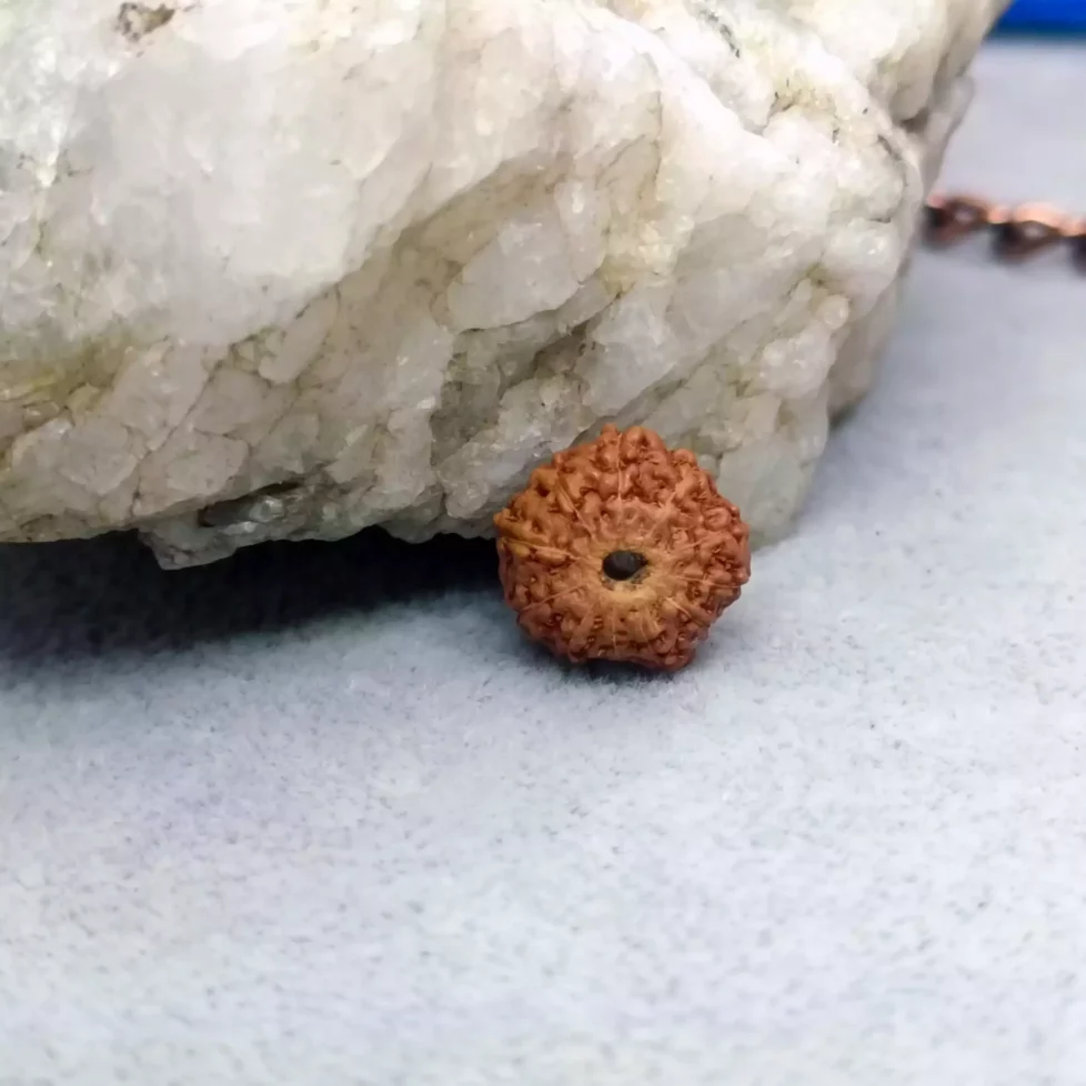 11 Mukhi Rudraksha – Indonesia