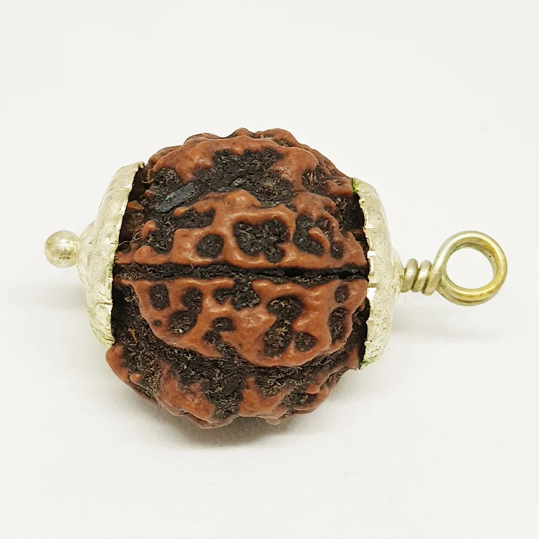 Four Mukhi Premium Rare Rudraksha