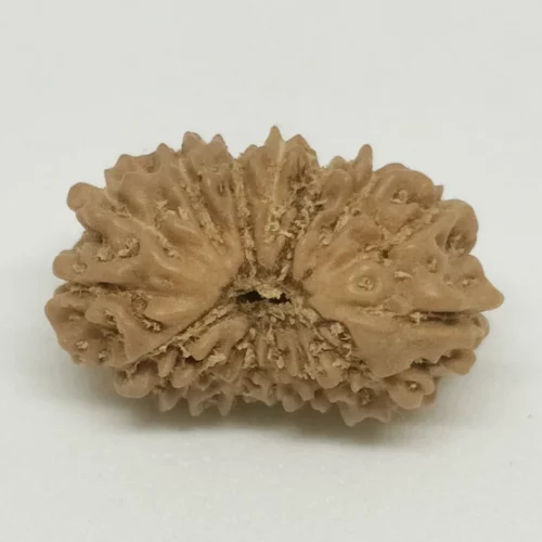 Fourteen Mukhi Premium Rare Rudraksha