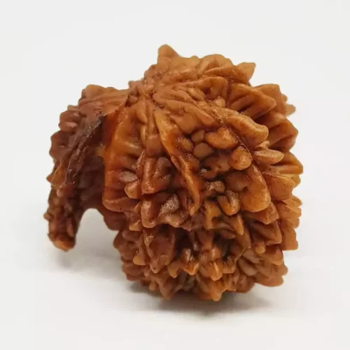 Gajraj Rudraksha – Basic