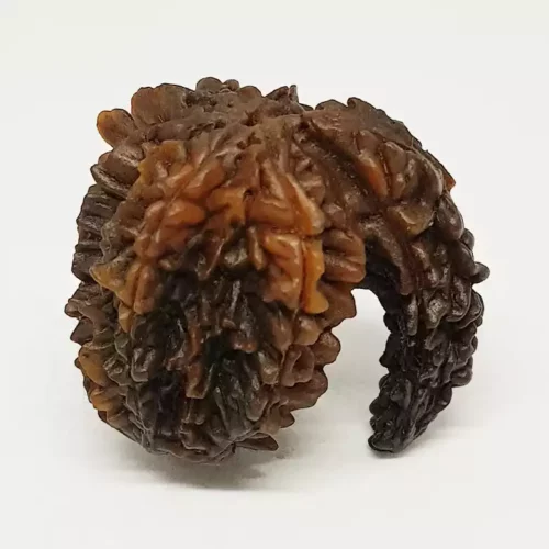 Gajraj Rudraksha – Regular