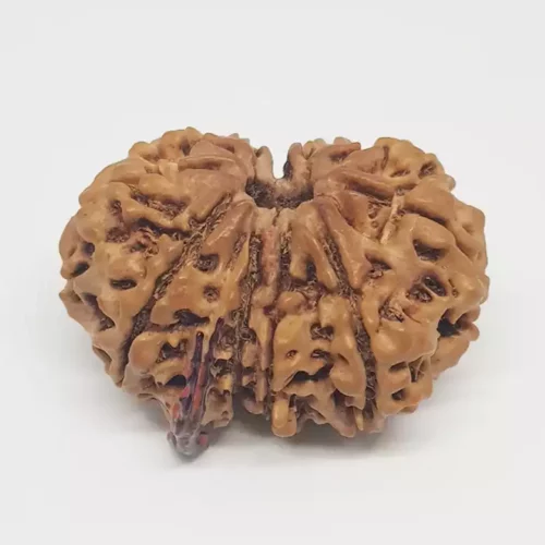 Gauri Shankar Ganesh Rudraksha - Indonesia