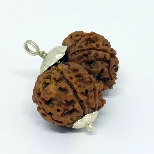 Gauri Shankar Premium Rare Rudraksha