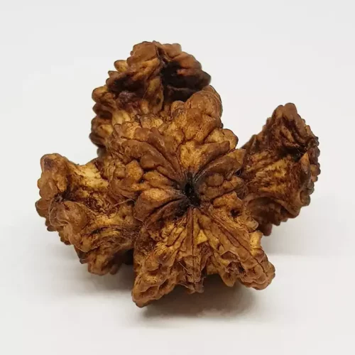 Kamal Rudraksha – Premium Rare Rudraksha