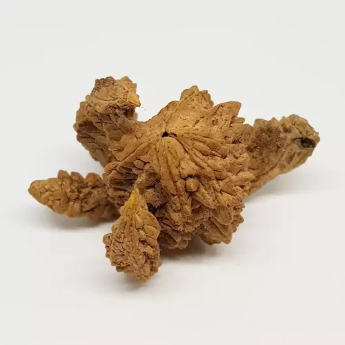 Kamal Rudraksha – Regular