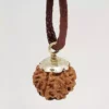 7 Faced Rudraksha - Nepal