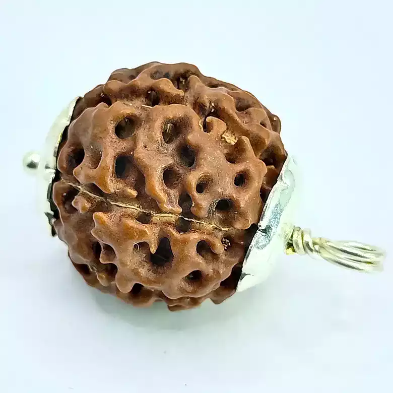 Seven Mukhi Premium Rare Rudraksha