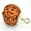 7 Faced Rudraksha – Nepal