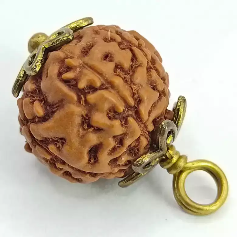 6 Mukhi Rudraksha – Indonesia