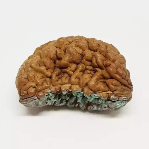 Trinetra Rudraksha – Premium Rare Rudraksha