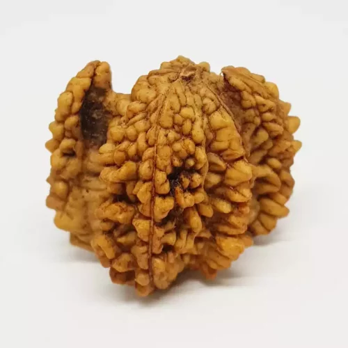 Trishul Rudraksha – Basic