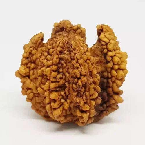 Trishul Rudraksha – Regular