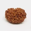 12 Mukhi Rudraksha - Indonesia