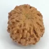 12 Mukhi Rudraksha – Indonesia