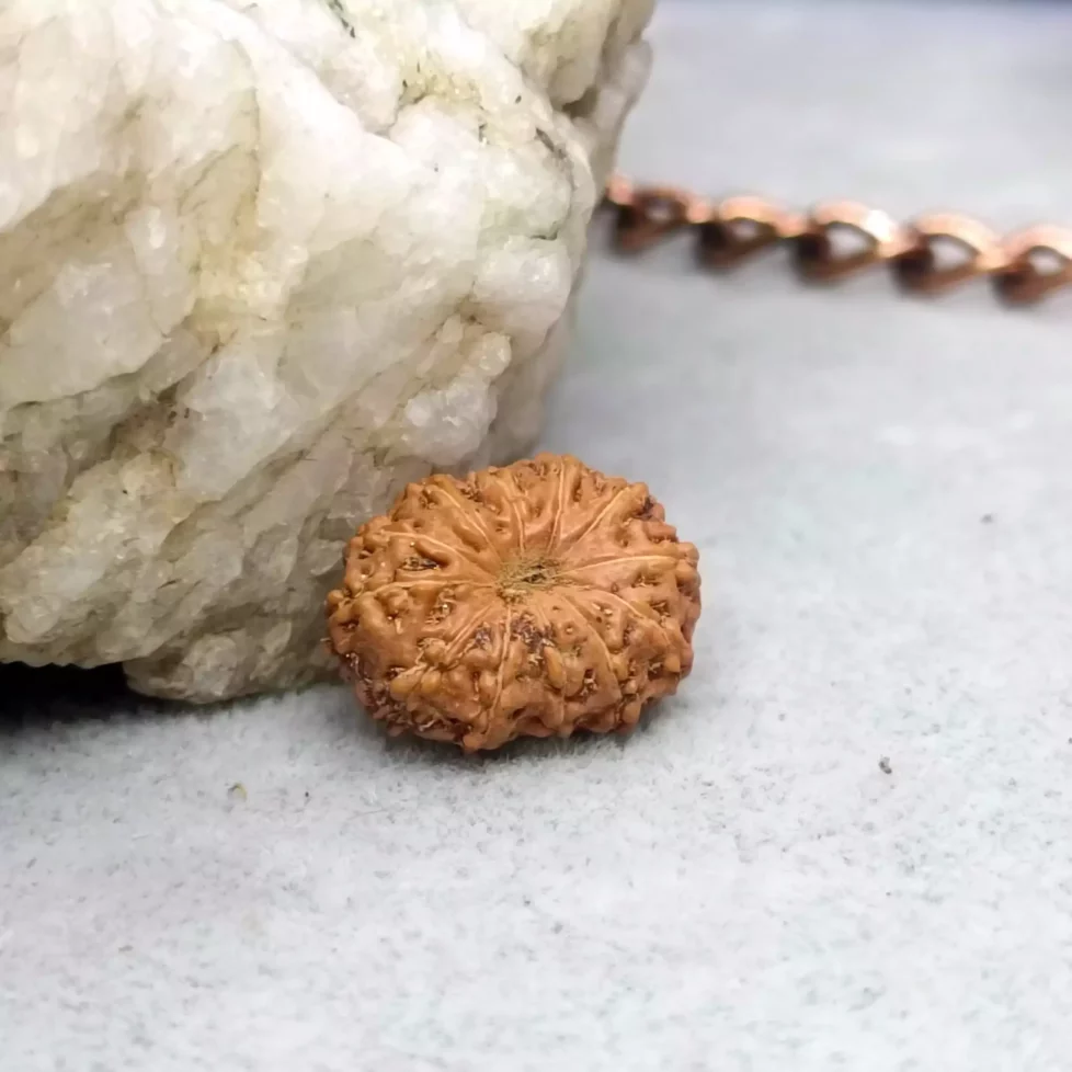 12 Mukhi Rudraksha – Indonesia